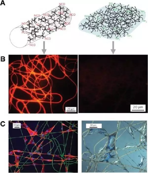 天津大学仰大勇团队综述:生物功能电纺纳米材料——从拓扑结构设计到生物应用的图11